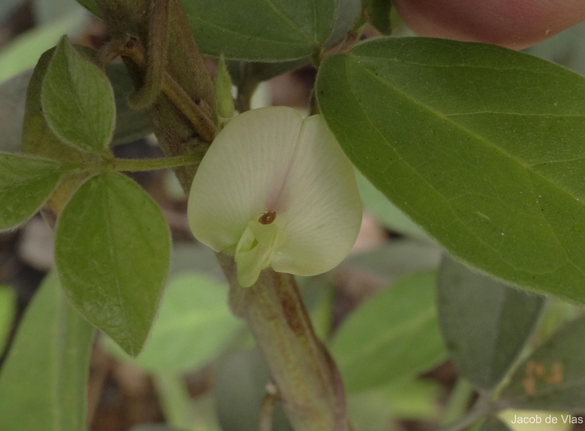 Macrotyloma uniflorum (Lam.) Verdc.